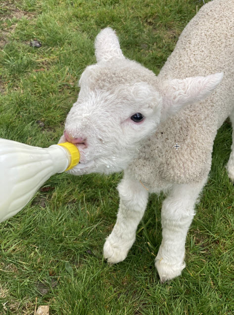 Fluffy White
