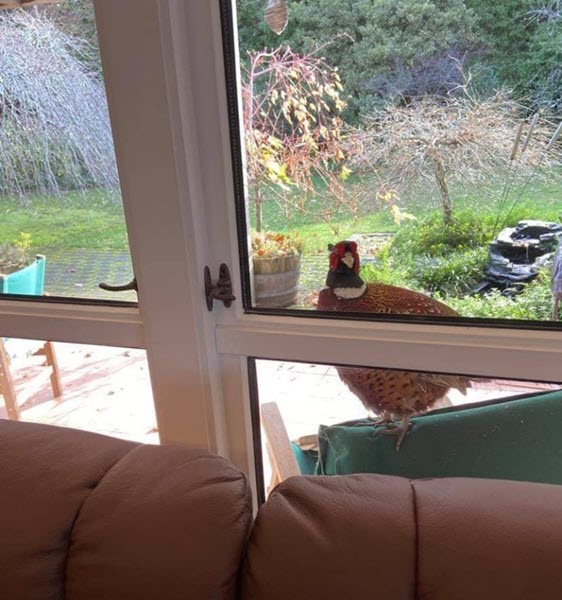 The Not So Pleasant Pheasant